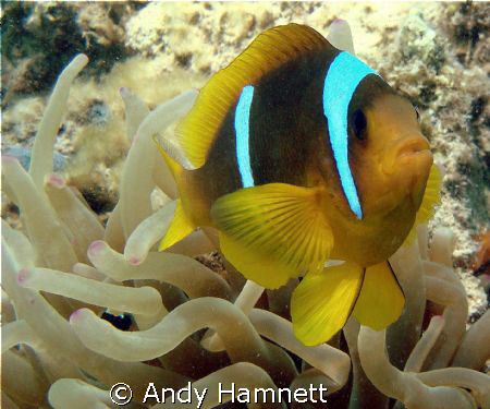 Clownfish, Safaga Egypt. by Andy Hamnett 