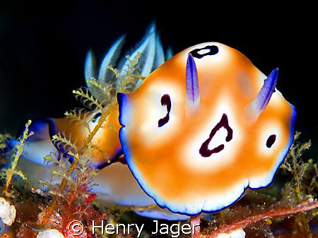 "Powerfull Beauty"                                       ... by Henry Jager 