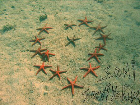 Underwater can be the best place for a romantic proposal. by Bora Arda 