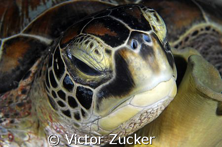 whos looking at who by Victor Zucker 