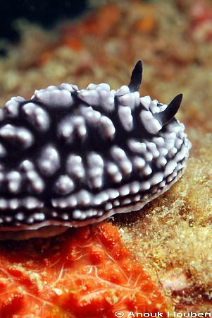 Phyllidiella pustulosa. Picture taken in Weligama, Sri La... by Anouk Houben 