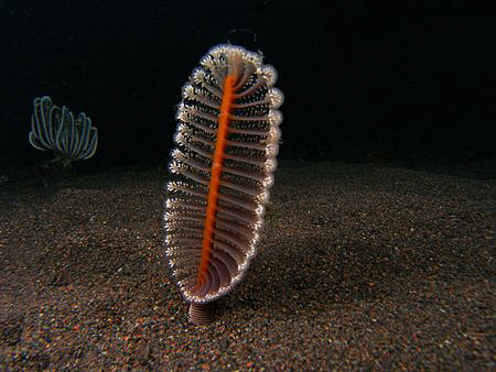 Sea Pen, Tulamben by Doug Anderson 