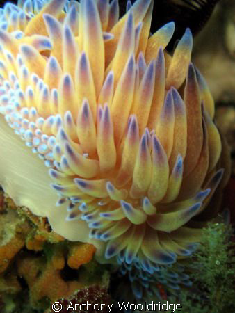 A Gas Flame Nudibranch taken at Scotsmans Reef in Port El... by Anthony Wooldridge 