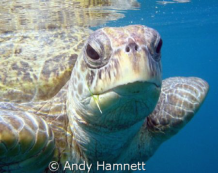 Morla, my favourite turtle by Andy Hamnett 