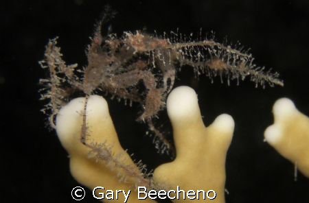 Spider Crab by Gary Beecheno 