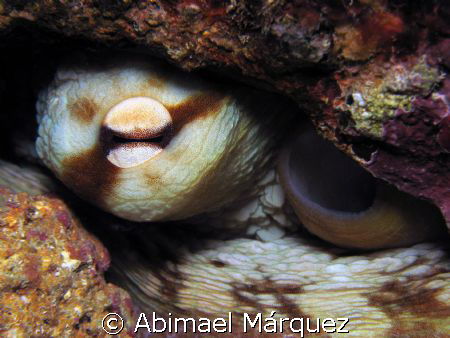 Octopus, La Basha, Humacao, P.R. by Abimael Márquez 
