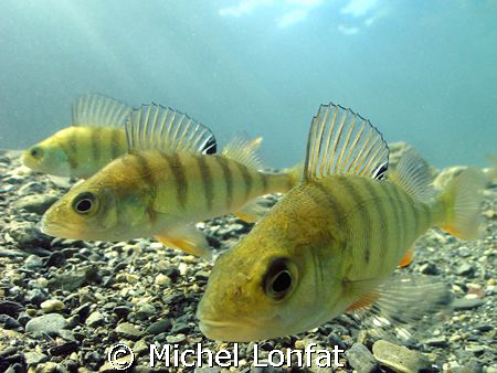 A Lucky shot made in a Swiss Lake of this 3 very curious ... by Michel Lonfat 