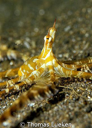 found in Lembeh, F100 by Thomas Lueken 