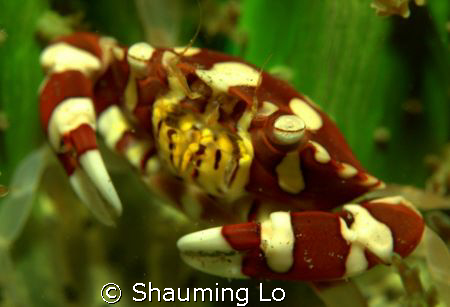 Anemone Crab by Shauming Lo 