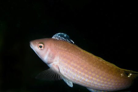 I spotted this wrasse on the wreck of the Eliza Ramsden i... by Cal Mero 