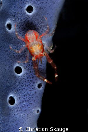 The Moonbug ;)

Nikon D200 in Nexus housing, Inon Z-240... by Christian Skauge 
