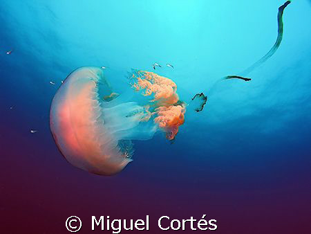 Roaming. by Miguel Cortés 