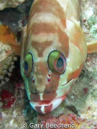 Grouper by Gary Beecheno 