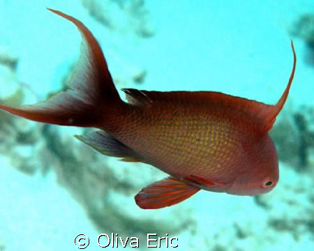 simple fish by Oliva Eric 