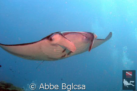 After 3 days of diving early at the cleaning station in t... by Abbe Bglcsa 