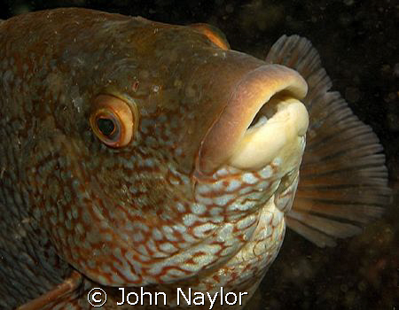 Ballan wrasse.St.Abbs marine reserve Scotland.Nikon D200 ... by John Naylor 