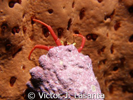 baby hermit crab on a sponge in two for you dive site at ... by Victor J. Lasanta 