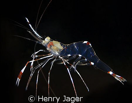 "Transparent Prawn" you can even recognize the inner orga... by Henry Jager 