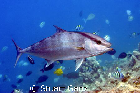 AmberJack ~ Got lucky with my macro lens. by Stuart Ganz 
