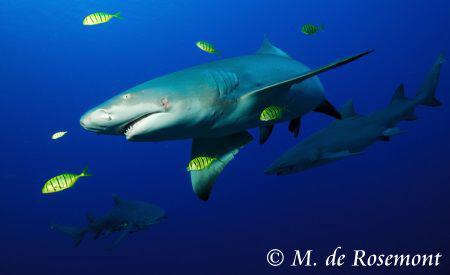 Underwater ambiance with Lemon Sharks. D50/12-24mm one st... by Moeava De Rosemont 