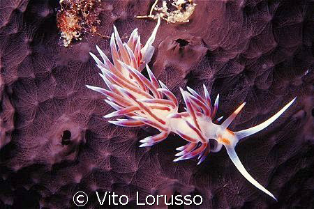 Nudibranchs - Cratena peregrina by Vito Lorusso 
