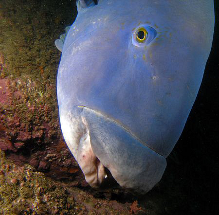 Blue Groper, Achoeridis viridis by Doug Anderson 