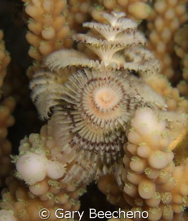 Christmas Tree Worm by Gary Beecheno 