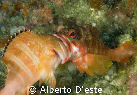 Puerto Galera, two fish fighting for the territory. by Alberto D'este 