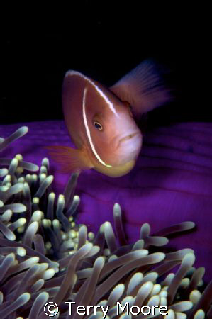 Pink Anenome Fish taken at Tufi Dive Resort PNG by Terry Moore 