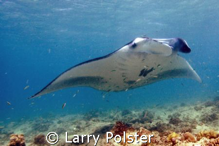 Very special Manta cleaning station, 4 to 5 meters of wat... by Larry Polster 