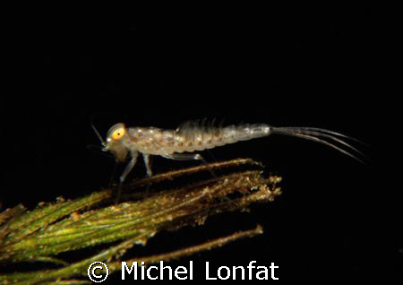 I like looking for them when I dive in lakes - it is the ... by Michel Lonfat 
