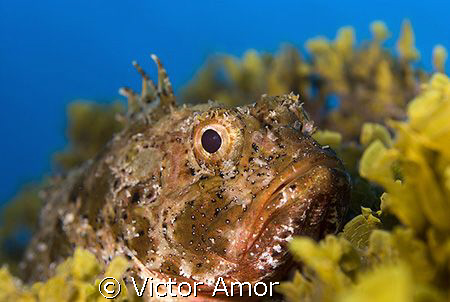 A serious fish by Victor Amor 