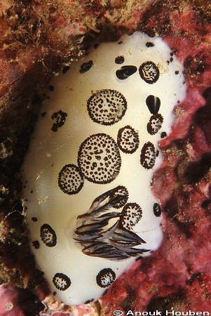 Jorunna funebris. Picture taken in Weligama, Sri Lanka. by Anouk Houben 