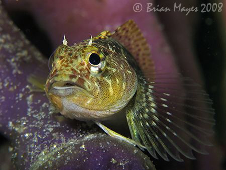 Mottled Triplefin (Grahamina capito)<><><><>Canon G9, Ino... by Brian Mayes 