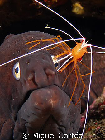 Moray at the oculist. by Miguel Cortés 