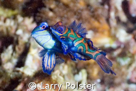 Needless to say, this is a twilight dive, waiting patient... by Larry Polster 