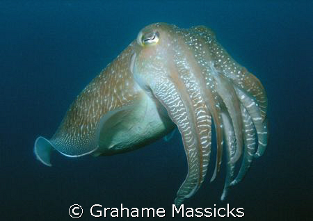 Found off Tioman Island, Malaysia.  Shot on my Olympus 50... by Grahame Massicks 