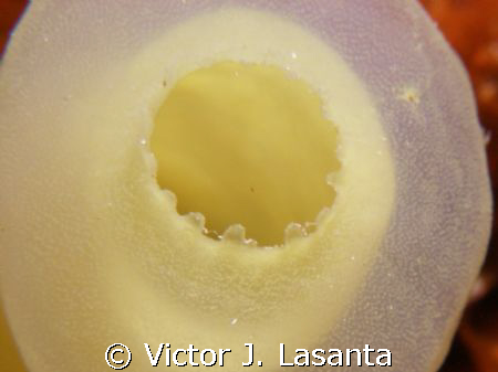 close up of a green tube tunicate in super bowl dive site... by Victor J. Lasanta 