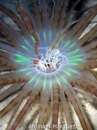 Wideband Tube-Dwelling Anemone, Bonaire by Abimael Márquez 
