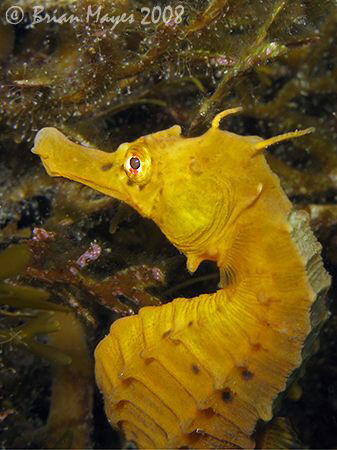 Sea Horse (Hippocampus abdominalis)<><><><>Canon G9, Inon... by Brian Mayes 