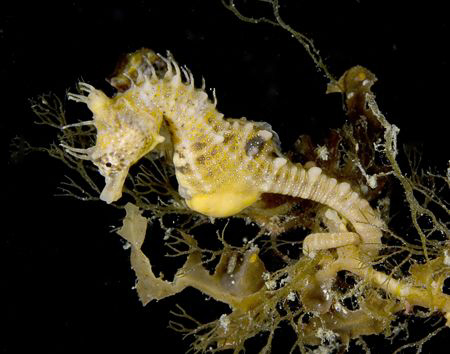 Short headed seahores come out at night. They hold onto k... by Cal Mero 