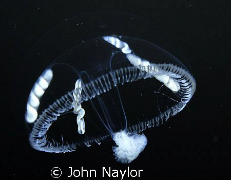 Plankton.nikonos 3.1 to1.almost invisible needs lots of l... by John Naylor 