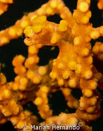 Pigmy seahorse found in Anilao Batangas, Philippines. by Marian Hernando 