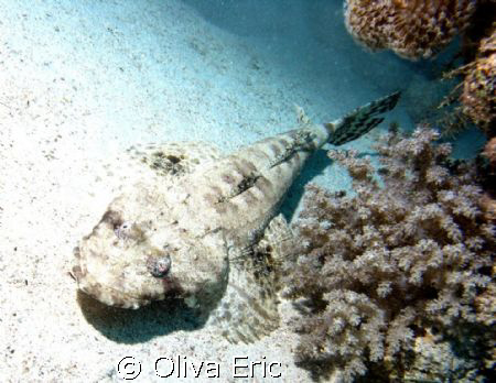 Poisson crocodile by Oliva Eric 