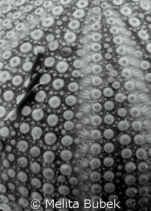 sea-urchin / f7,1 1/50s / Fiesa, April08 by Melita Bubek 