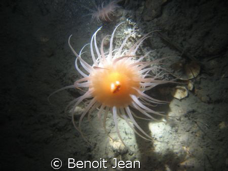 Tunnel Anemone Saguenay by Benoit Jean 