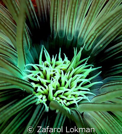 Tunnel Anamone taken in Mamutik Island Kota Kinabalu Sabah by Zafarol Lokman 