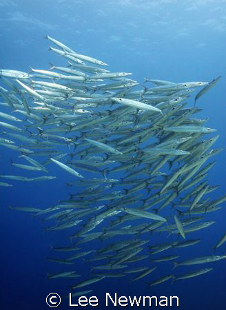 Heller's Barracuda, Kona Hawaii in 20' of water. Shot wit... by Lee Newman 