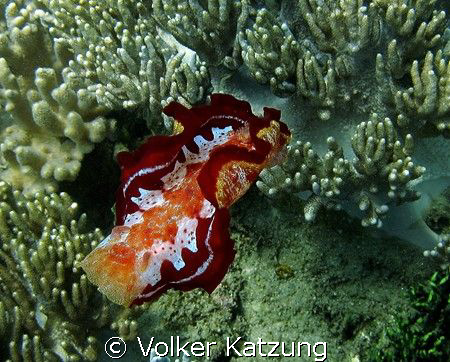 Spanish Dancer by Volker Katzung 