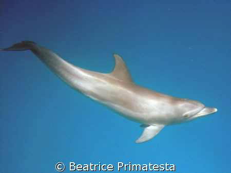 Watching Dolphin by Beatrice Primatesta 